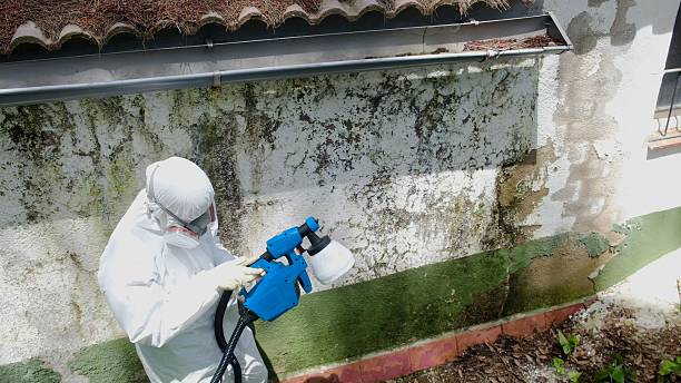 Trusted Mold Testing service in Buckingham, PA - Cheap Mold Removal